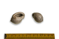 F 12021
<br/>
<br/>
<em></em>